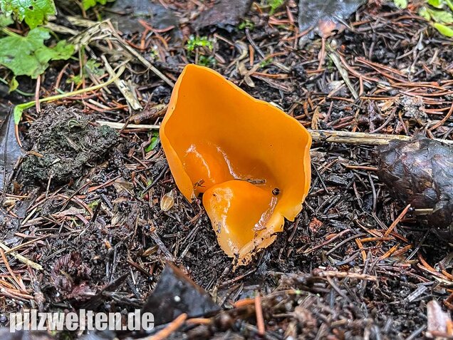Orangebecherling, Aleuria aurantia