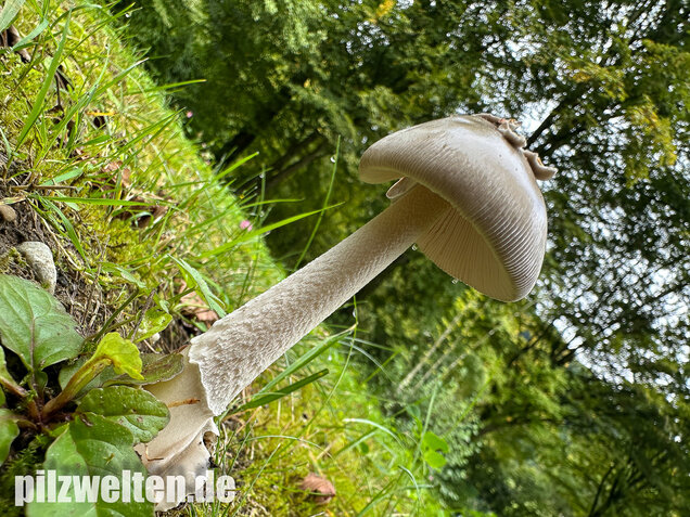 Pappelstreifling, Amanita simulans Contu