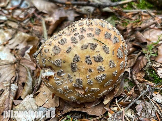 Perlpilz, Rötender Wulstling, Amanita rubescens