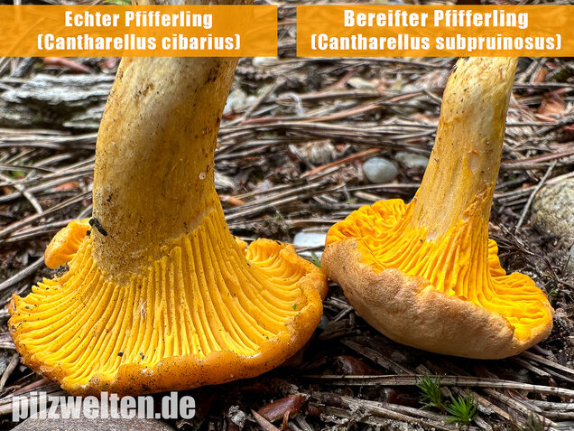 Bereifter Pfifferling, Blasser Nadelwaldpfifferling, Cantharellus subpruinosus