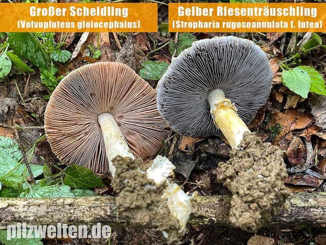 Gelber Riesenträuschling, Stropharia rugosoannulata forma lutea