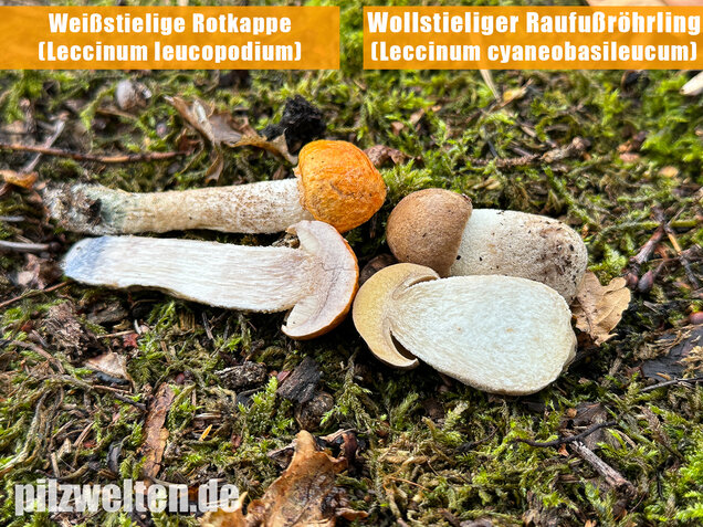 Weißstielige Rotkappe, Espenrotkappe, Leccinum leucopodium