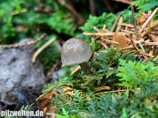 Rosablättriger Helmling, Mycena galericulata