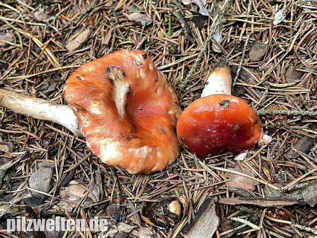 Rosenroter Gelbfuß, Gomphidius roseus