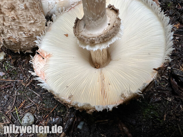 Olivbrauner Safranschirmling, Wald-Safranschirmling, Chlorophyllum olivieri