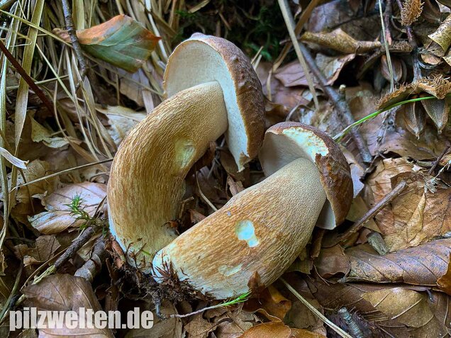 Sommersteinpilz, Boletus aestivalis