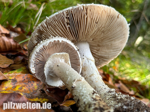 Spitzkegeliger Wulstling, Amanita echinocephala