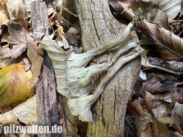 Krause Kraterelle, Krauser Leistling, Craterellus undulatus