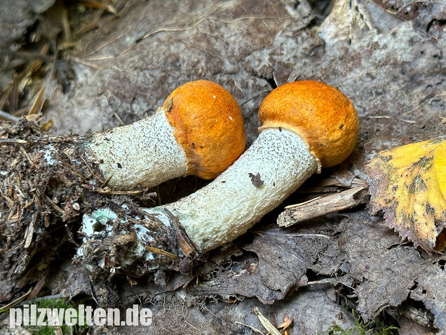 Weißstielige Rotkappe, Espenrotkappe, Leccinum leucopodium