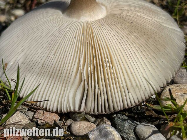 Zweifarbiger Scheidenstreifling, Amanita umbrinolutea
