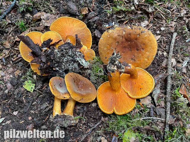 Brauner Afterleistling, Hygrophoropsis rufa