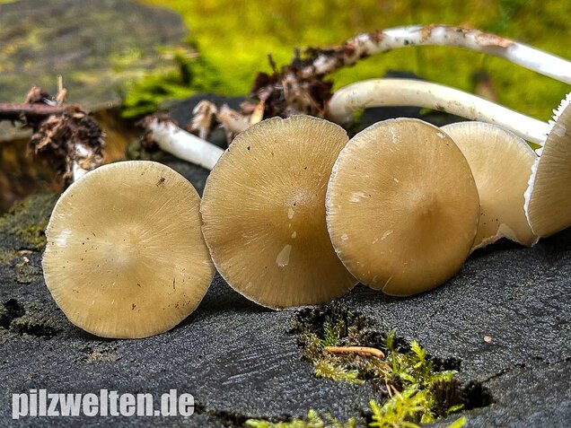 Buchenwald-Wasserfuß, Hydropus subalpinus