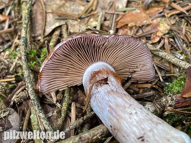 Erdigriechender Schleimkopf, Cortinarius variicolor