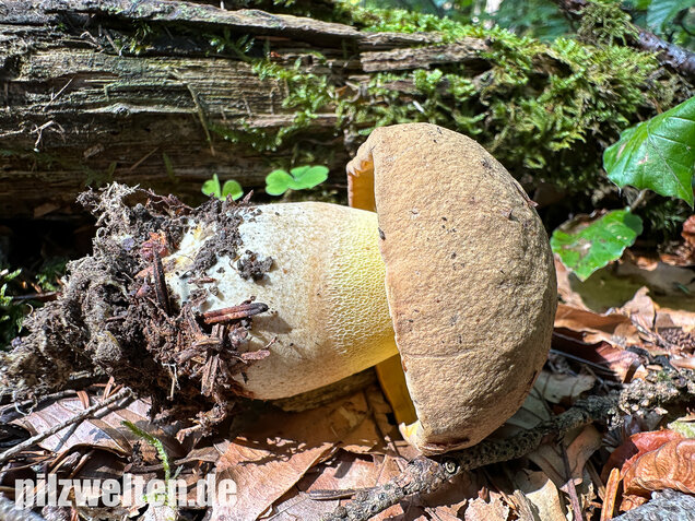 Nadelwald Anhängselröhrling, Gelber Steinpilz, Butyriboletus subappendiculatus