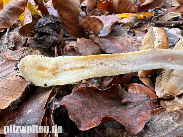 Fuchsigbrauner Schleimkopf, Phlegmacium vulpinum