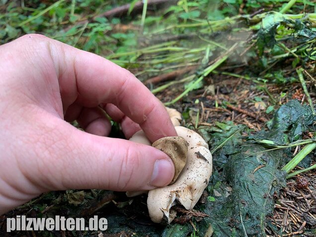 Gewimperter Erdstern, Geastrum fimbriatum
