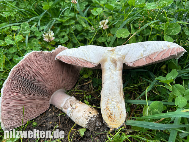 Großsporiger Riesenchampignon, Agaricus urinascens