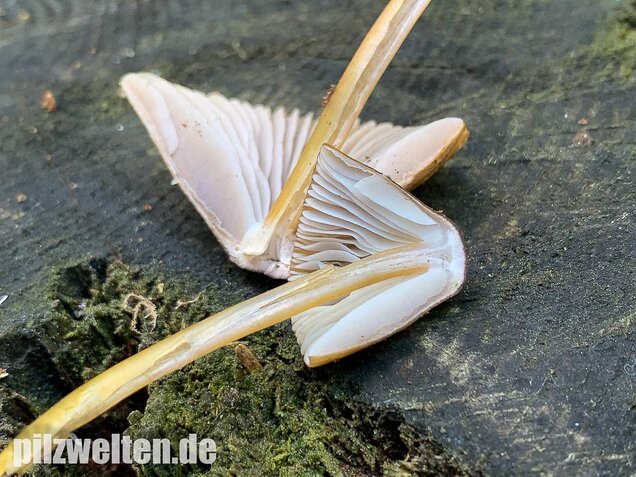 Grünschneidiger Helmling, Mycena viridimarginata