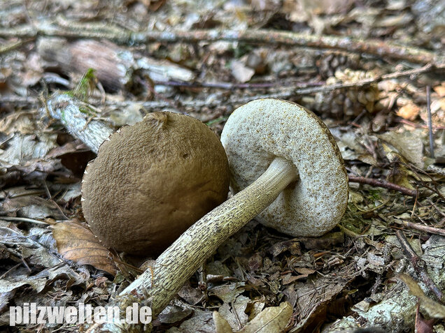 Hainbuchenraufuß, Leccinellum pseudoscabrum