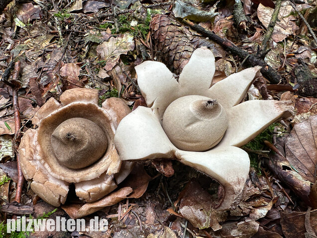 Halskrausen-Erdstern, Geastrum michelianum