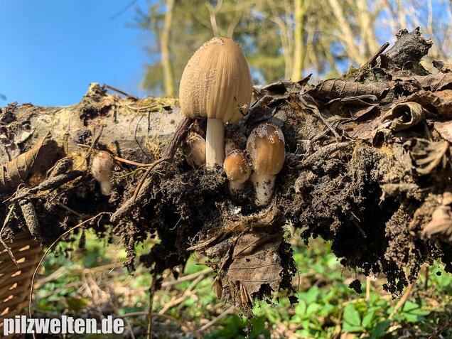 Haustintling, Coprinellus domesticus