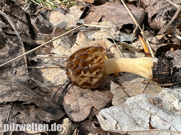 Käppchenmorchel, Morchella semilibera