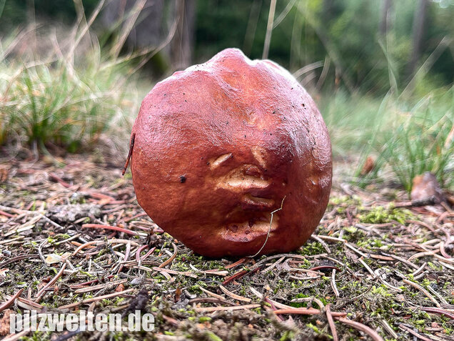 Körnchenröhrling, Suillus granulatus