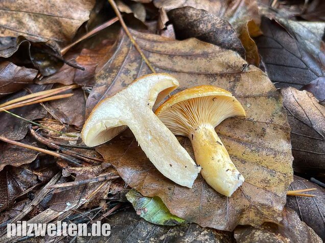 Lärchenmilchling, Lactarius porninsis