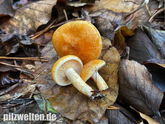 Lärchenmilchling, Lactarius porninsis