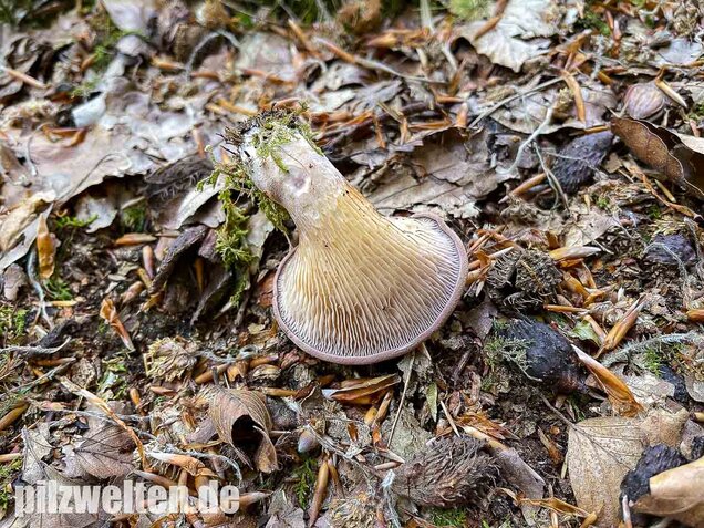 Laubholzknäueling, Panus conchatus