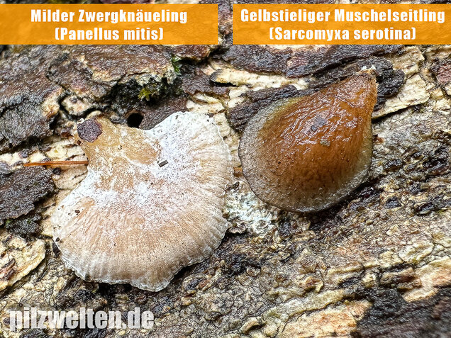 Milder Zwergknäueling, Weißer Muschelseitling, Panellus mitis