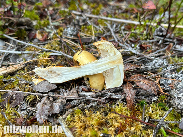 Ockergelber Schleimschirmling, Zhuliangomyces ochraceoluteus