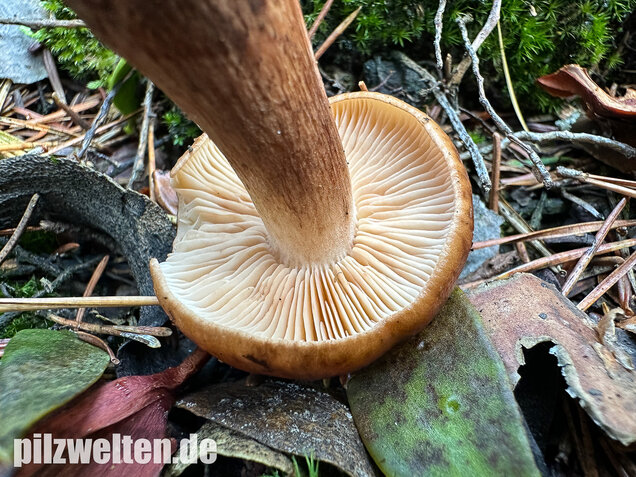 Geschupptstieliger Ritterling, Tricholoma fucatum
