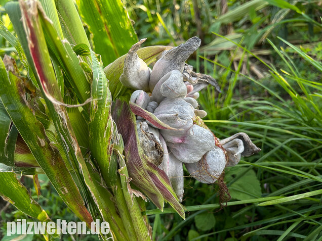 Maisbeulenbrand, Ustilago maydis