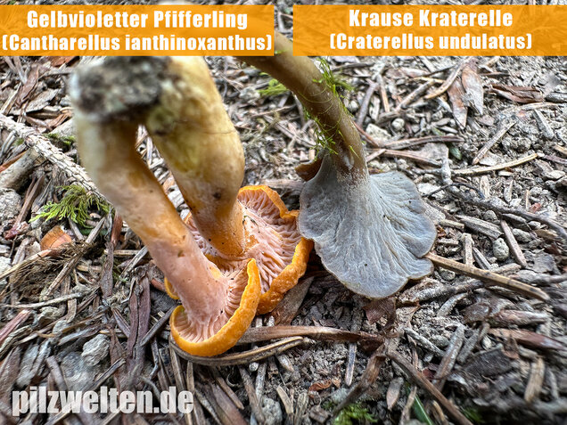 Gelbvioletter Pfifferling, Cantharellus ianthinoxanthus