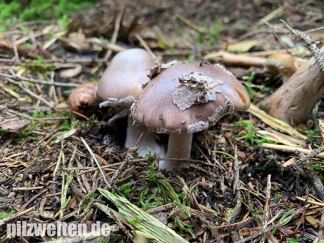 Porphyrbrauner Wulstling, Amanita porphyria