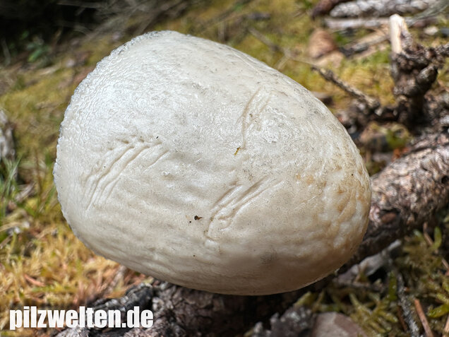 Ringdüngerling, Beringter Düngerling, Panaeolus semiovatus