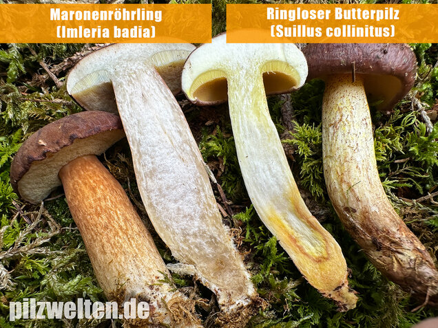 Ringloser Butterpilz, Suillus collinitus