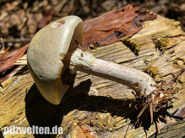 Schiefknolliger Anischampignon, Agaricus essettei