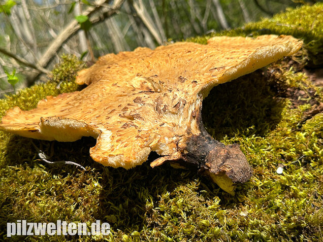 Schuppiger Porling, Cerioporus squamosus