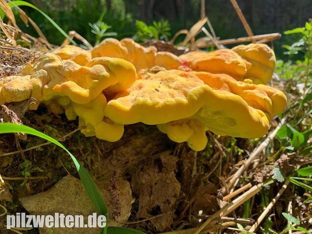Schwefelporling, Huhn des Waldes, Laetiporus sulphureus