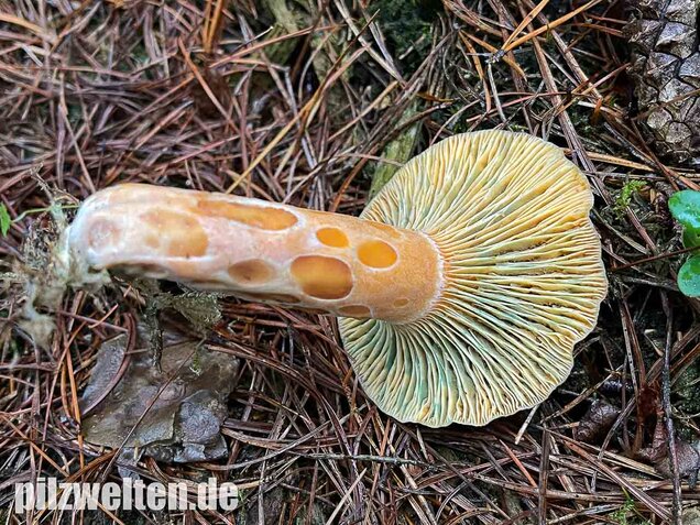Spangrüner Kiefernreizker, Lactarius semisanguifluus