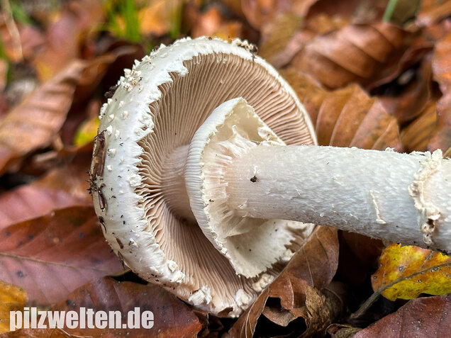 Spitzkegeliger Wulstling, Amanita echinocephala