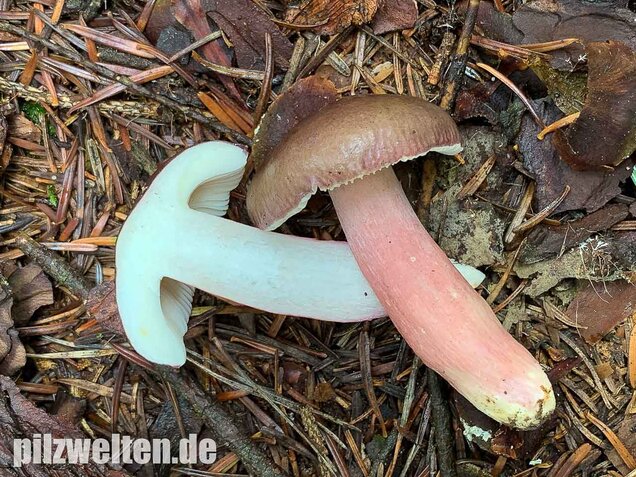 Stachelbeertäubling, Russula queletii