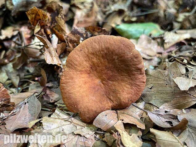 Süßlicher Buchenmilchling, Lactarius subdulcis