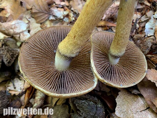 Tränender Saumpilz, Lacrymaria lacrymabunda