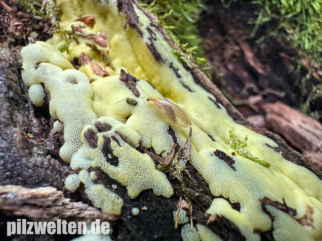 Weißgelbes Netzpolster, Ceratiomyxa porioides