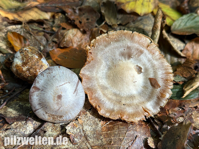 Weißvioletter Dickfuß, Cortinarius alboviolaceus