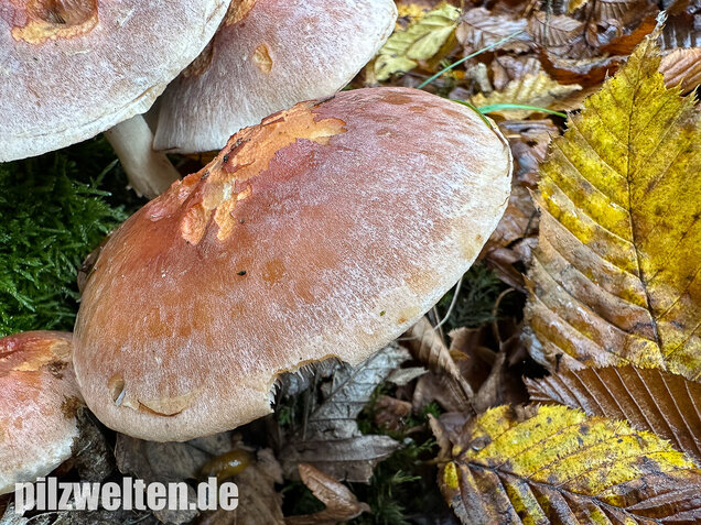 Ziegelroter Schwefelkopf, Hypholoma lateritium