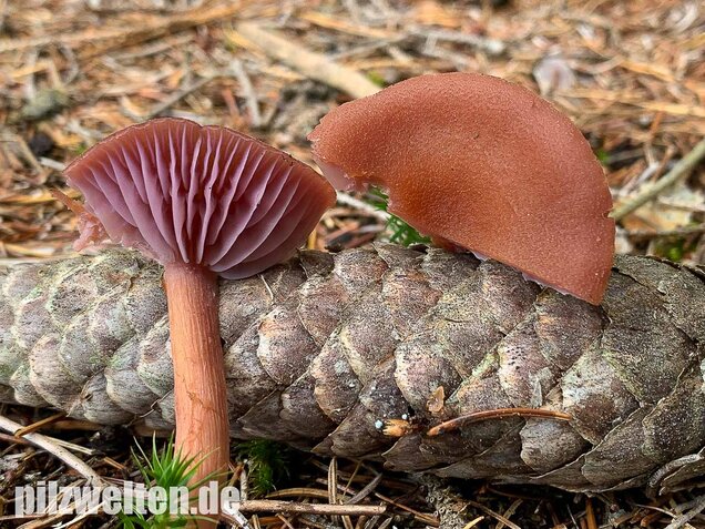 Zweifarbiger Lacktrichterling, Laccaria bicolor